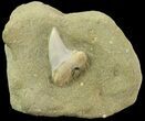 Mako Shark Tooth Fossil On Standstone - Bakersfield, CA #68998-1
